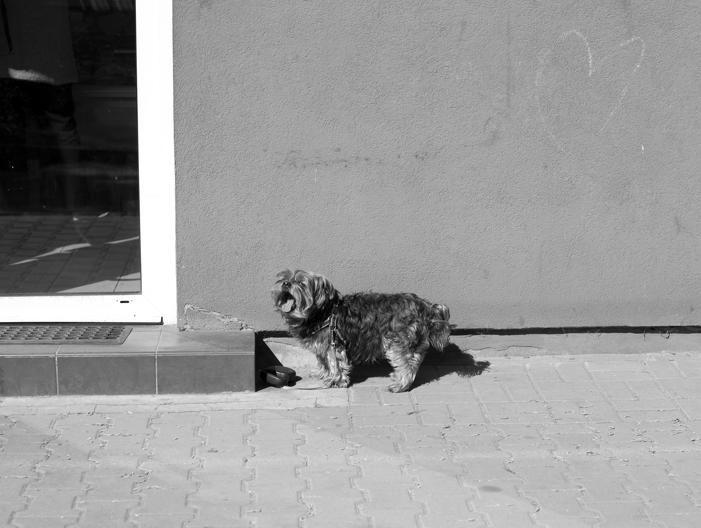Waiting Dogs Natalia Poniatowska