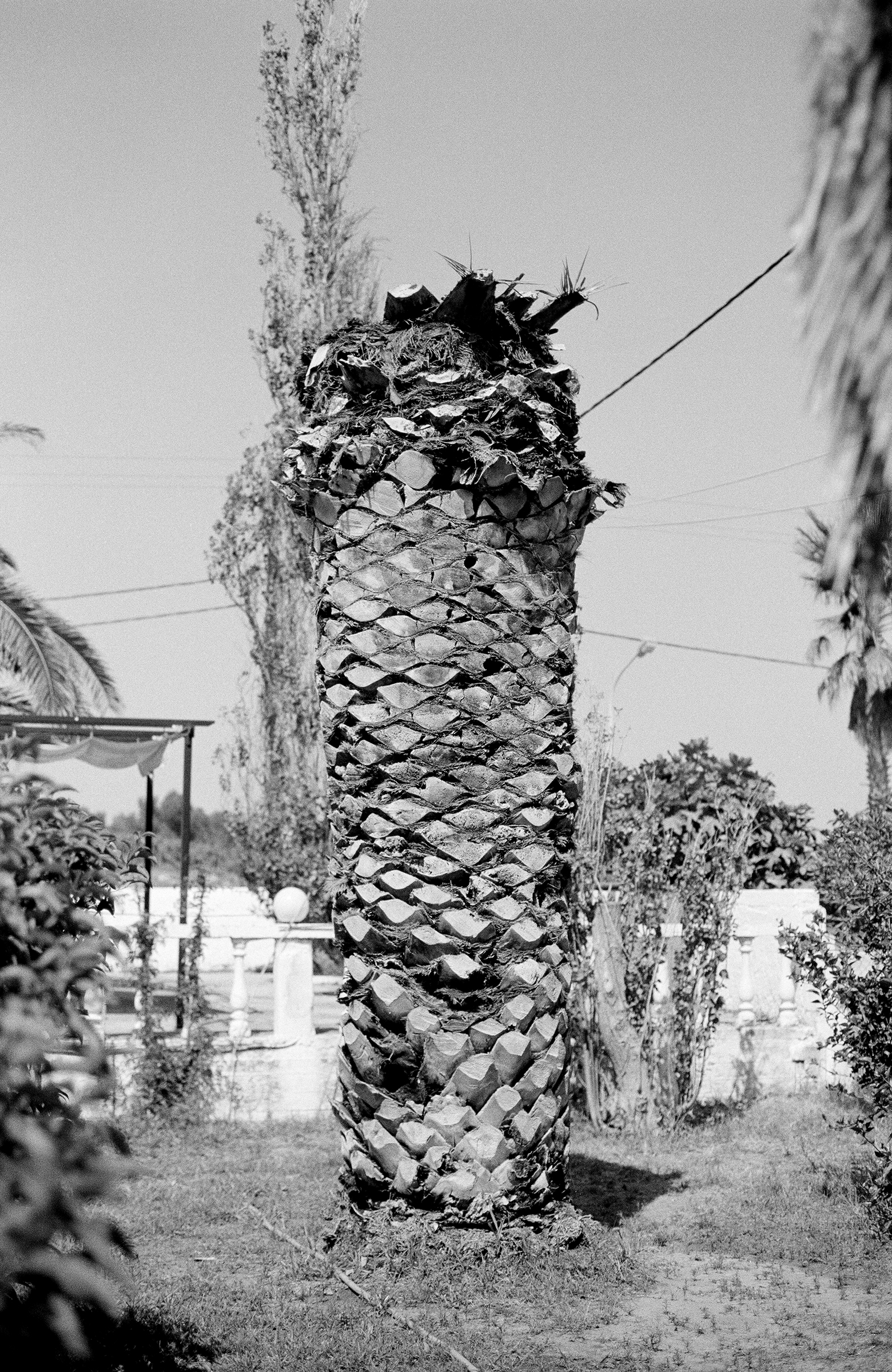 Twelve Dying Palm Trees Natalia Poniatowska