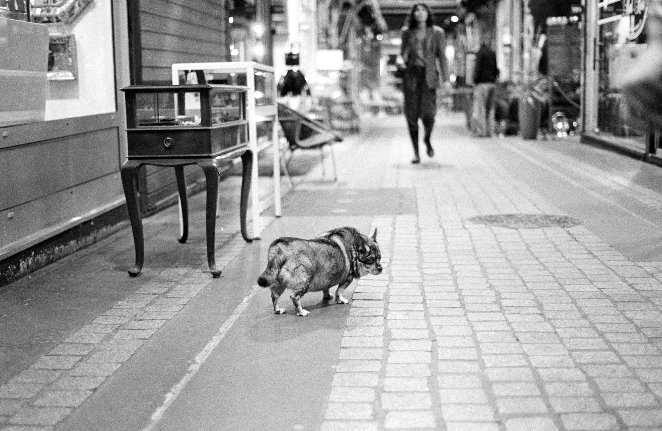 Waiting Dogs Natalia Poniatowska